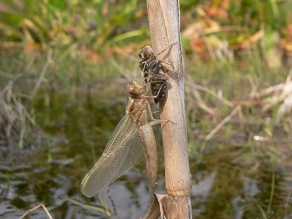 e0002314_21491840.jpg