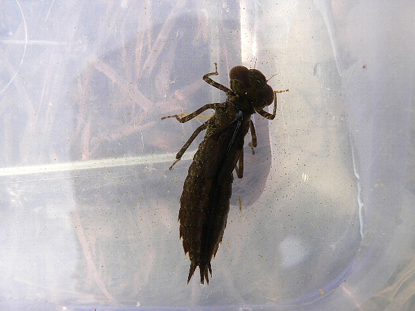 e0002314_21525712.jpg