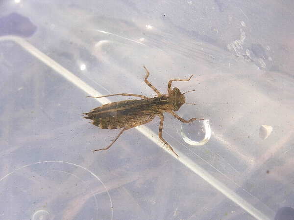 e0002314_22305412.jpg