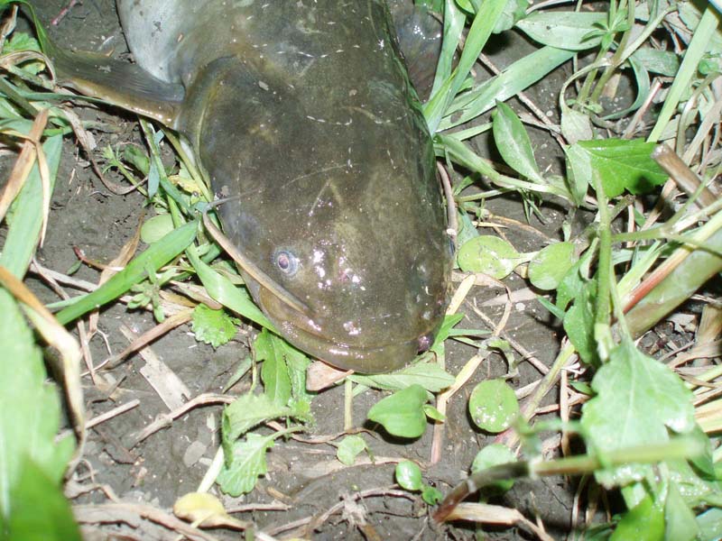 c0006017_121150.jpg