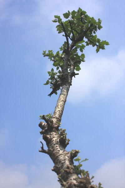 c0104227_16454415.jpg
