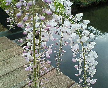 c0059244_21131186.jpg
