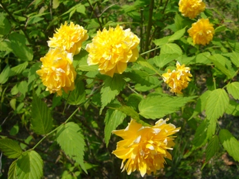 e0100046_17255412.jpg
