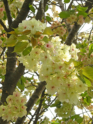 a0001354_22314116.jpg