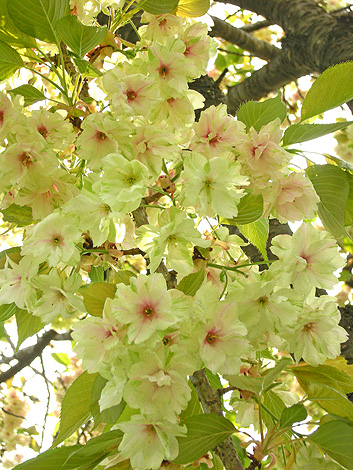 a0001354_22315294.jpg