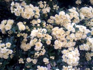 a0041964_23372214.jpg