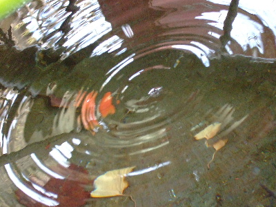d0102664_095026.jpg