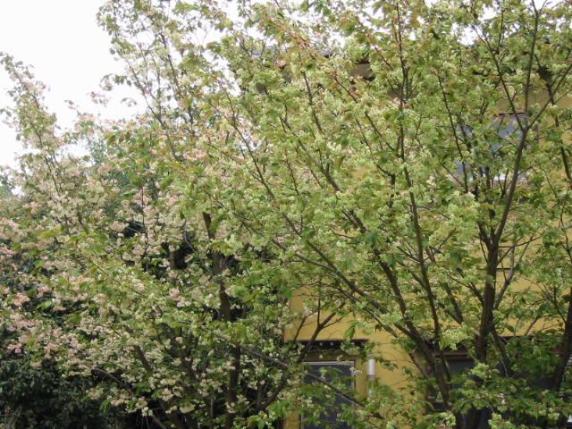 d0094868_122648.jpg