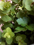 f0140174_13574983.jpg