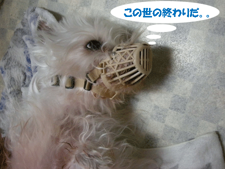 e0066883_20103287.gif