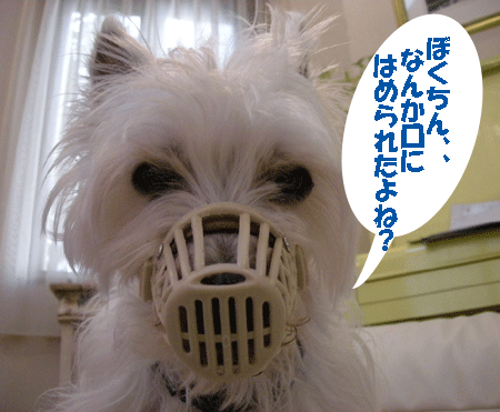 e0066883_2014452.gif