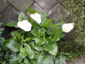 f0130894_1839771.jpg