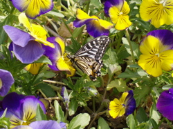 f0130894_2122042.jpg