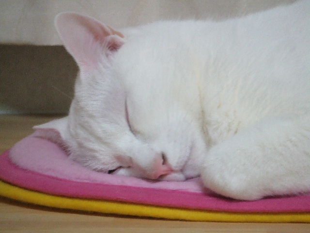 d0117011_5593770.jpg