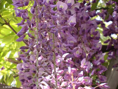 e0092926_13363883.jpg