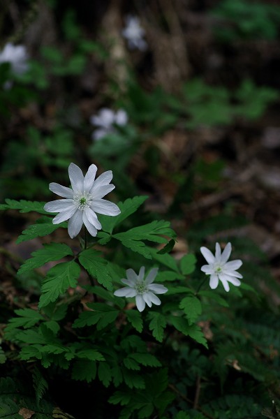 c0027027_2244536.jpg