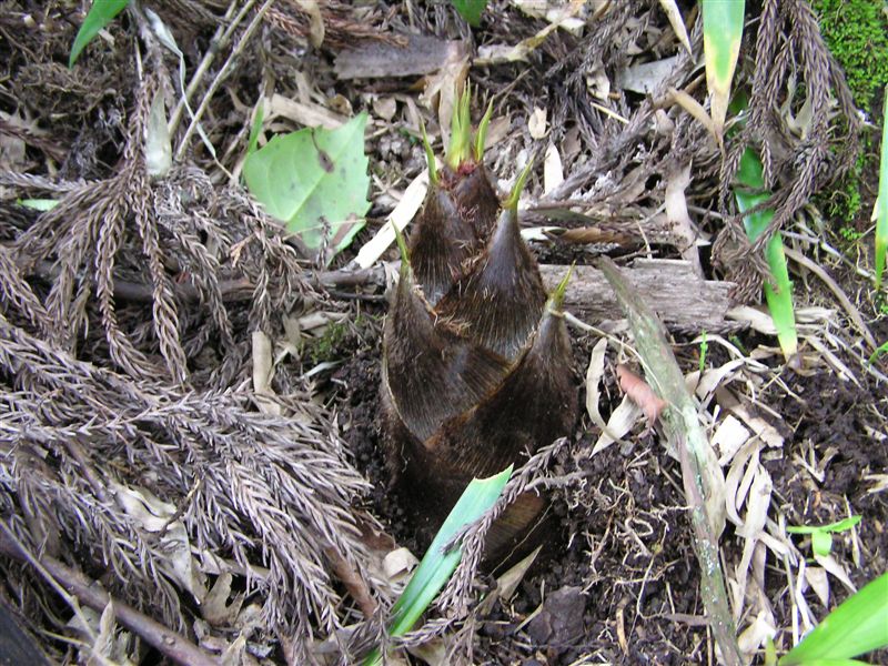 e0121329_2395769.jpg