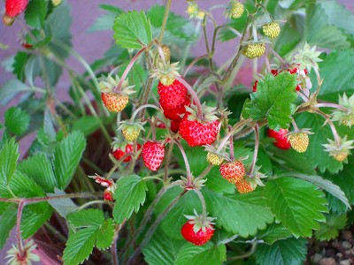 d0147030_16372897.jpg