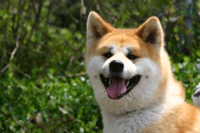 f0008935_1457132.gif