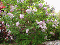c0136736_20394171.gif