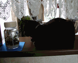 c0136736_2057566.gif