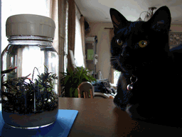 c0136736_2058268.gif