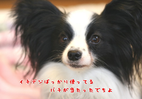 d0013149_8581656.jpg