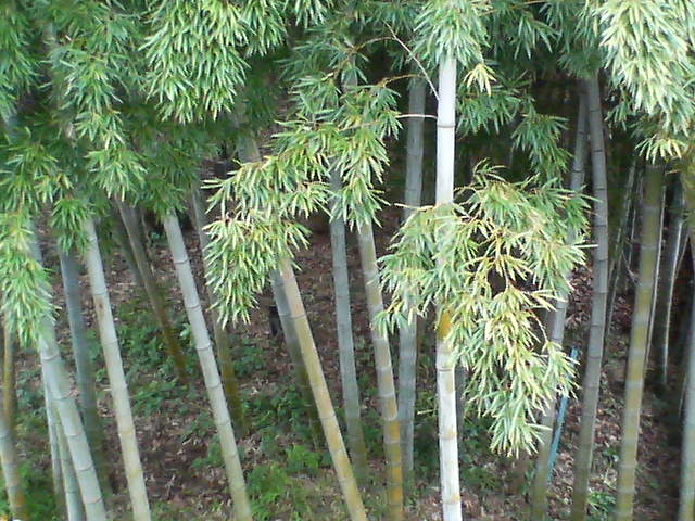 d0124952_20331771.jpg