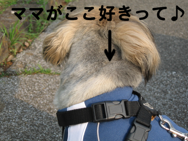 a0101958_15233390.jpg