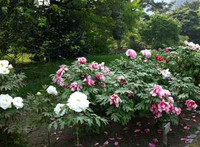 c0102268_11473776.jpg