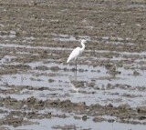 e0041168_9394334.jpg