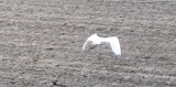 e0041168_9395770.jpg