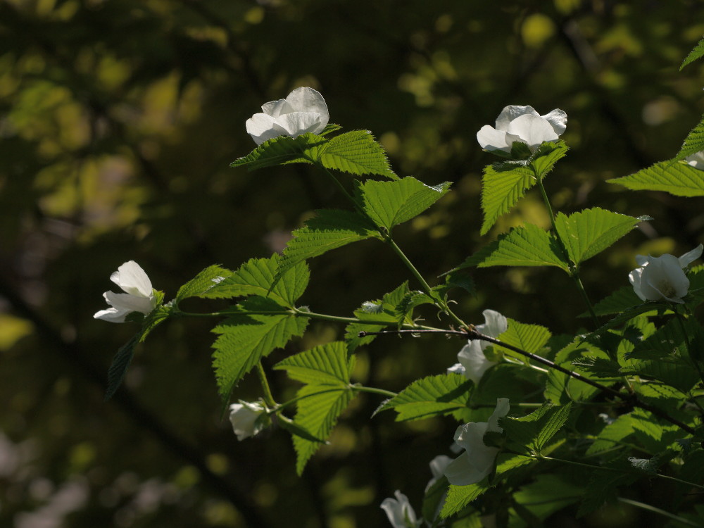 a0083081_17355486.jpg