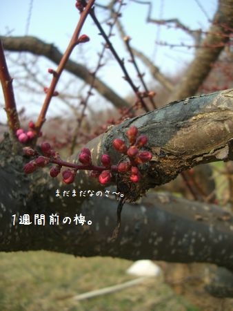 b0000885_6352942.jpg