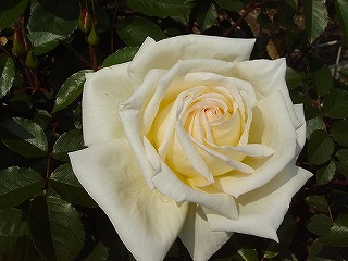 f0054421_20312621.jpg