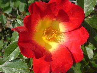 f0054421_20313916.jpg