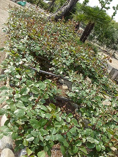 f0054421_2032365.jpg