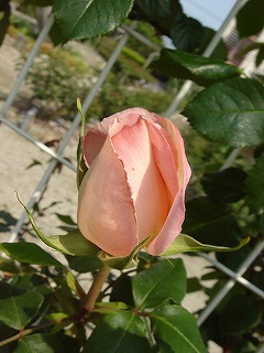 f0054421_20324888.jpg