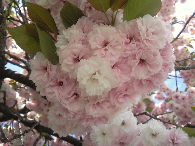 e0064133_23551122.jpg