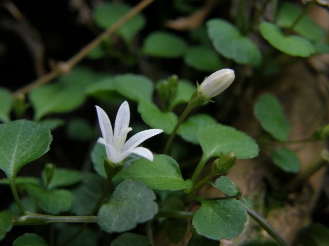 e0145033_22313036.jpg