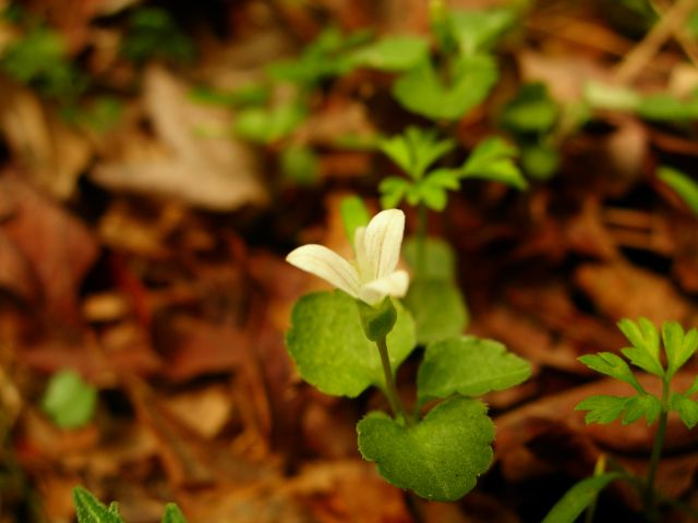 e0145033_22335867.jpg