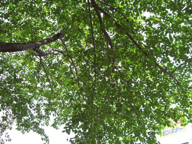 e0081334_21434292.jpg