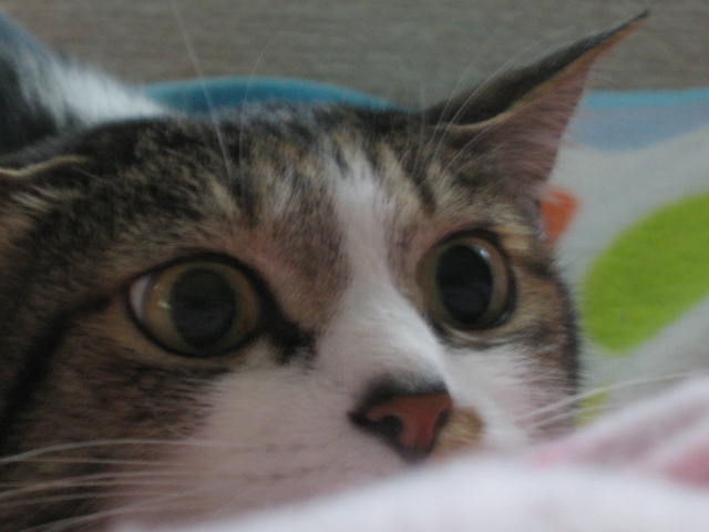 b0088037_8121480.jpg