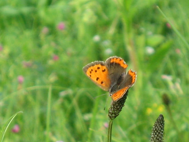 b0088037_821551.jpg