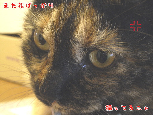 d0013149_2115223.jpg