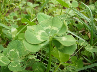 f0043559_847041.jpg
