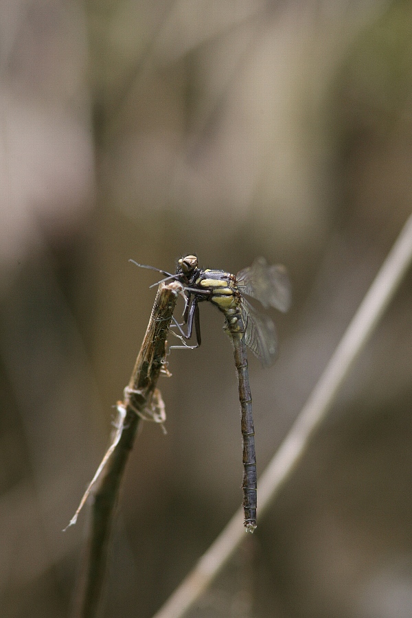 b0084270_041622.jpg