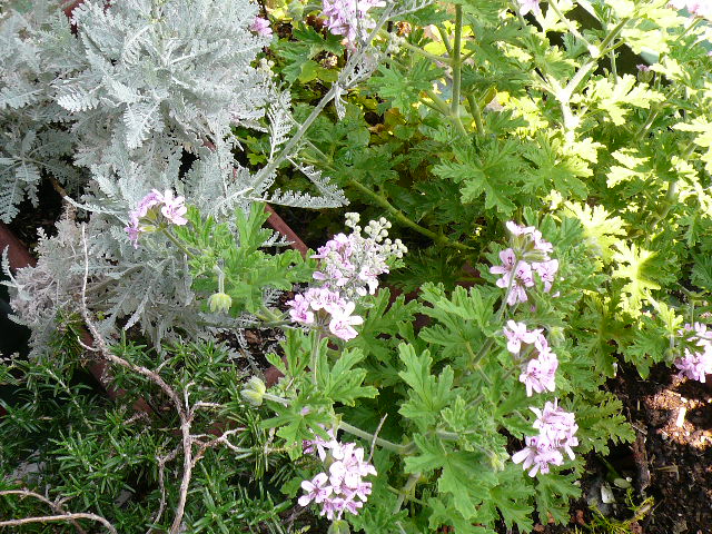 d0147774_15582055.jpg