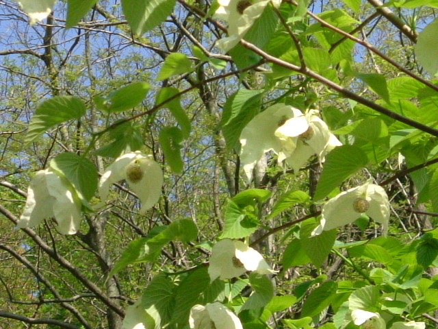 b0044296_20523566.jpg