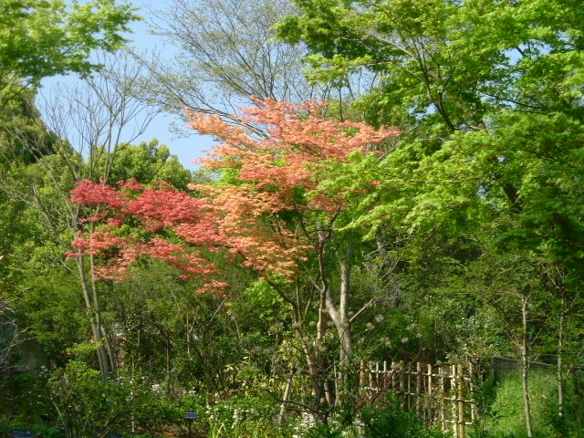b0044296_2054899.jpg